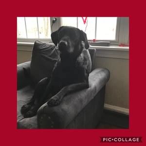 Meet your Posher, Robin